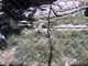 SBZoo2012-15-snow_leopard-M650-3-thumbnail.jpg
