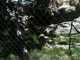 SBZoo2012-17-snow_leopard-iPhone-2-thumbnail.jpg