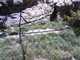 SBZoo2012-19-snow_leopard-M650-5-thumbnail.jpg