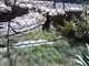SBZoo2012-20-snow_leopard-M650-6-thumbnail.jpg