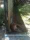 OCZoo2012-01-mountain_lion_1-thumbnail.jpg