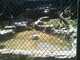 OCZoo2012-07-mountain_lion_7-thumbnail.jpg