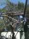 OCZoo2012-08-golden_eagle,_with_peacock_taunting_from_on_top_of_enclosure-thumbnail.jpg