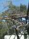 OCZoo2012-09-better_view_of_the_peacock,_near_center-of-frame-thumbnail.jpg