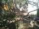 OCZoo2012-10-golden_eagle_taking_a_quick_bath_to_cool_down-thumbnail.jpg