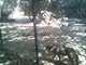 OCZoo2012-12-coyote_1-thumbnail.jpg