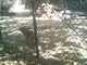 OCZoo2012-14-coyote_3-thumbnail.jpg
