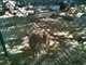 OCZoo2012-15-coyote_4-thumbnail.jpg