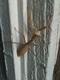 doorway_mantis-4-thumbnail.jpg