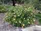 Niguel_Botanical_Preserve_0516-002-thumbnail.jpg