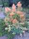 Niguel_Botanical_Preserve_0516-003-thumbnail.jpg