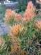 Niguel_Botanical_Preserve_0516-004-thumbnail.jpg