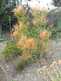 Niguel_Botanical_Preserve_0516-005-thumbnail.jpg