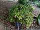 Niguel_Botanical_Preserve_0516-008-thumbnail.jpg