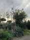 Niguel_Botanical_Preserve_0516-010-thumbnail.jpg