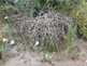 Niguel_Botanical_Preserve_0516-011-thumbnail.jpg
