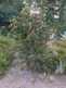 Niguel_Botanical_Preserve_0516-014-thumbnail.jpg