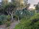 Niguel_Botanical_Preserve_0516-015-thumbnail.jpg