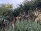 Niguel_Botanical_Preserve_0516-018-thumbnail.jpg