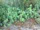 Niguel_Botanical_Preserve_0516-019-thumbnail.jpg
