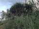 Niguel_Botanical_Preserve_0516-020-thumbnail.jpg