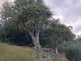 Niguel_Botanical_Preserve_0516-021-thumbnail.jpg