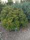 Niguel_Botanical_Preserve_0516-024-thumbnail.jpg