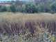 Niguel_Botanical_Preserve_0516-030-thumbnail.jpg
