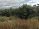 Niguel_Botanical_Preserve_0516-031-thumbnail.jpg