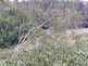 Niguel_Botanical_Preserve_0516-032-thumbnail.jpg