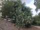 Niguel_Botanical_Preserve_0516-035-thumbnail.jpg