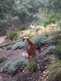Niguel_Botanical_Preserve_0516-039-thumbnail.jpg