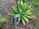 Niguel_Botanical_Preserve_0516-044-thumbnail.jpg