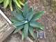 Niguel_Botanical_Preserve_0516-045-thumbnail.jpg