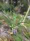 Niguel_Botanical_Preserve_0516-046-thumbnail.jpg