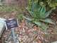Niguel_Botanical_Preserve_0516-049-thumbnail.jpg
