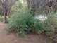 Niguel_Botanical_Preserve_0516-050-thumbnail.jpg