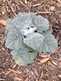 Niguel_Botanical_Preserve_0516-051-thumbnail.jpg