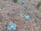 Niguel_Botanical_Preserve_0516-052-thumbnail.jpg