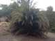 Niguel_Botanical_Preserve_0516-058-thumbnail.jpg
