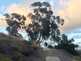 Niguel_Botanical_Preserve_0516-060-thumbnail.jpg
