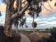 Niguel_Botanical_Preserve_0516-061-thumbnail.jpg