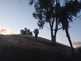 Niguel_Botanical_Preserve_0516-064-thumbnail.jpg
