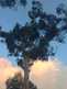 Niguel_Botanical_Preserve_0516-071-thumbnail.jpg