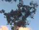 Niguel_Botanical_Preserve_0516-072-thumbnail.jpg