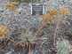 Niguel_Botanical_Preserve_0516-077-thumbnail.jpg
