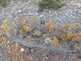 Niguel_Botanical_Preserve_0516-078-thumbnail.jpg