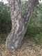 Niguel_Botanical_Preserve_0516-079-thumbnail.jpg