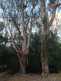 Niguel_Botanical_Preserve_0516-082-thumbnail.jpg