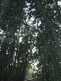 Niguel_Botanical_Preserve_0516-089-thumbnail.jpg